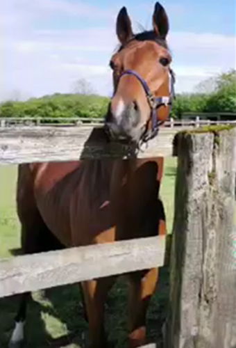Les actualités du pur-sang anglais au Haras du Bocage dans l'Orne (61) en Normandie
